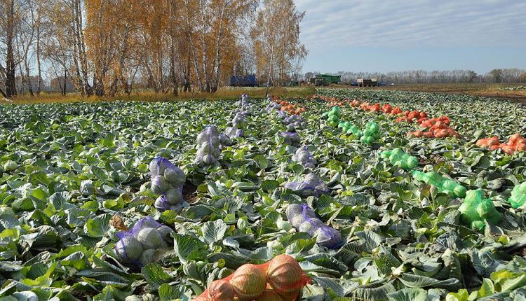 Растениеводство, Новосибирск