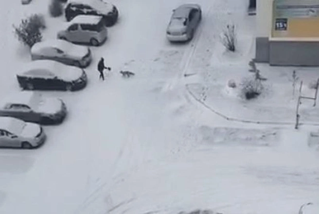Дикая лиса напала на девушку в Новосибирске