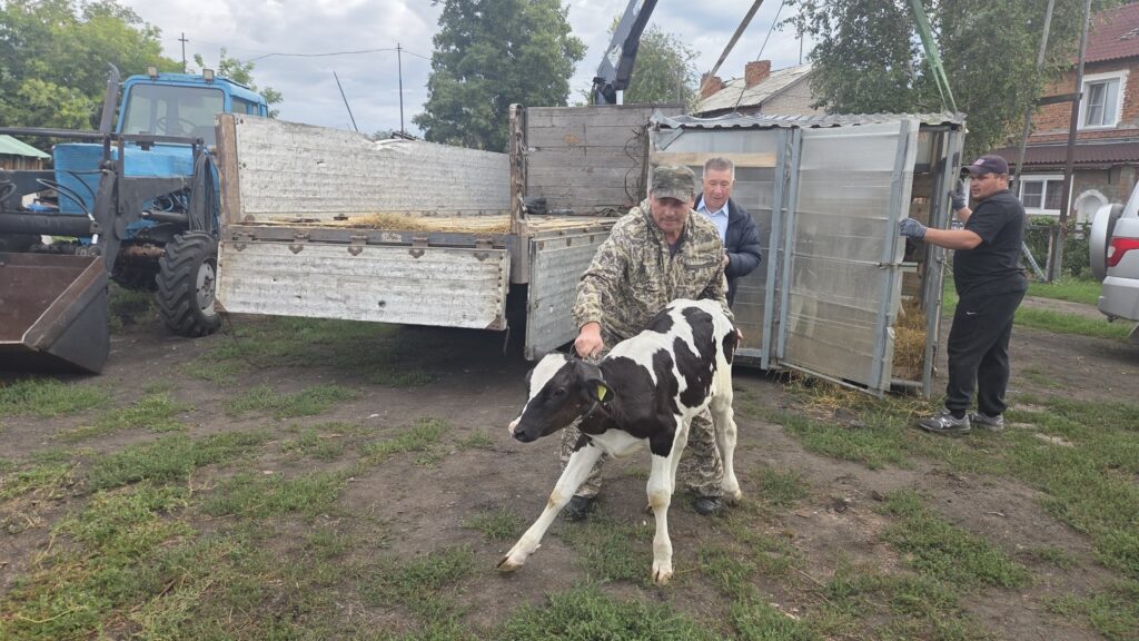 В НСО начали восстанавливать поголовье скота после весенней эпидемии